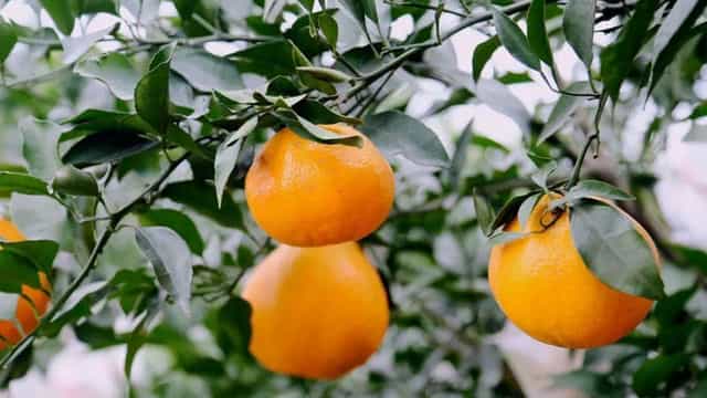 粑粑柑和丑橘的区别 粑粑柑和丑橘的区别哪个会上火