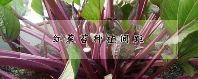 红菜苔种植间距 红菜苔种植间距要求