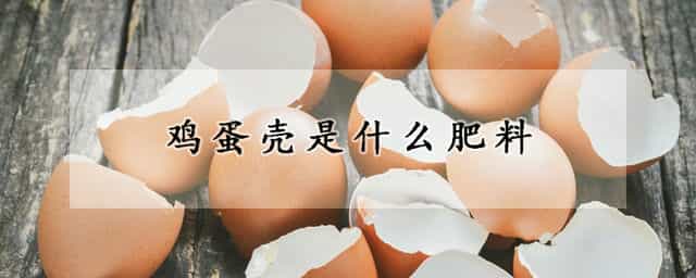 鸡蛋壳是什么肥料 鸡蛋壳是什么肥料做的