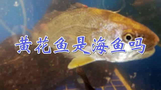 黄花鱼是海鱼吗