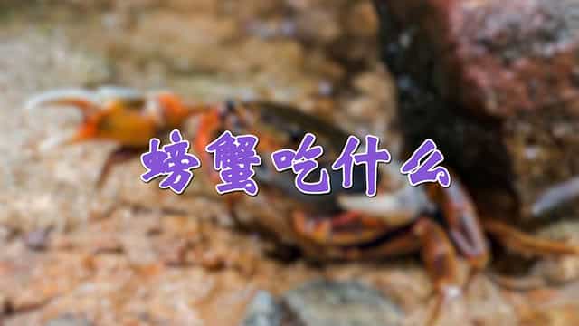 螃蟹吃什么 螃蟹吃什么食物家里食物