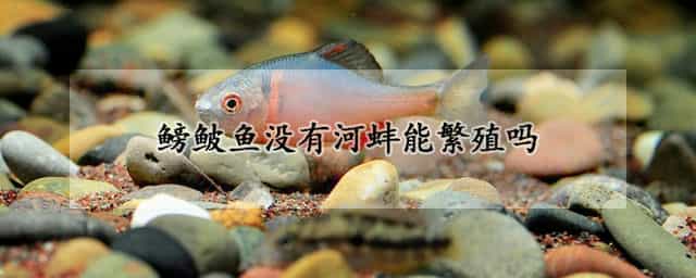 鳑鲏鱼没有河蚌能繁殖吗 如果没有河蚌鳑鲏鱼会把小鱼卵产在哪