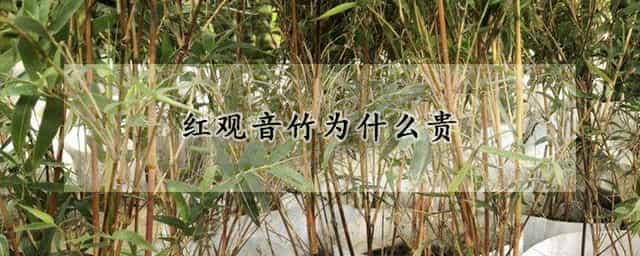 红观音竹为什么贵 红观音竹也叫朱竹为什么贵