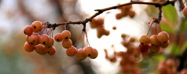 垂丝海棠果子可以吃吗 垂丝海棠果实的药用价值