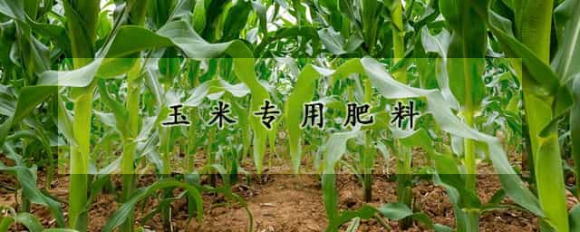 玉米专用肥料 玉米专用叶面肥