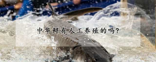 中华鲟有人工养殖的吗? 人工鲟鱼养殖条件