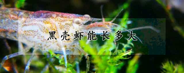 黑壳虾能长多大 黑壳虾没有藻会饿死吗