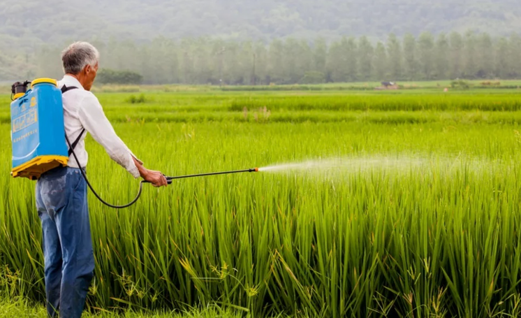 过量使用化肥造成肥害要如何科学应对?