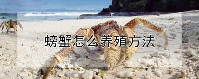 螃蟹怎么养殖方法 螃蟹怎么养殖方法和技巧