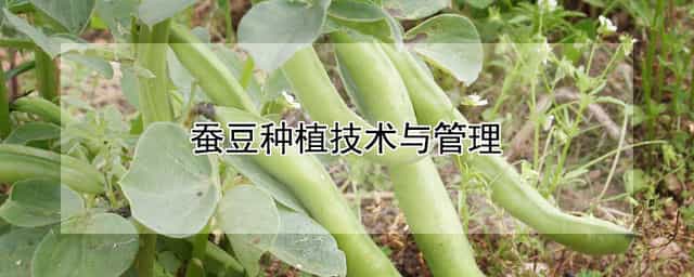 蚕豆种植技术与管理 蚕豆种植技术与管理方法