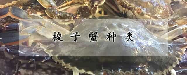 梭子蟹种类 三角蟹和梭子蟹区别图