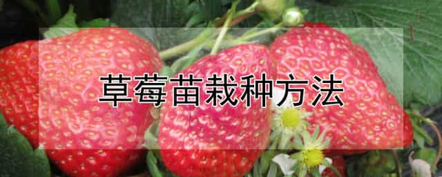 草莓苗栽种方法 草莓苗种植技术要点