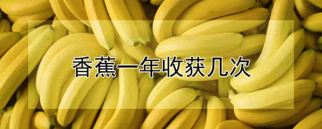 香蕉一年收获几次