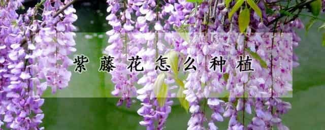 紫藤花怎么种植 紫藤可以扦插繁殖吗?