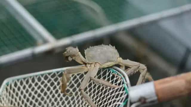 大闸蟹养殖技术视频教程 大闸蟹养殖过程