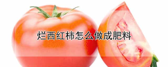 烂西红柿怎么做成肥料 烂西红柿可以直接当花肥吗