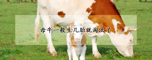 母牛一般生几胎就淘汰了 养10头牛一年利润多少