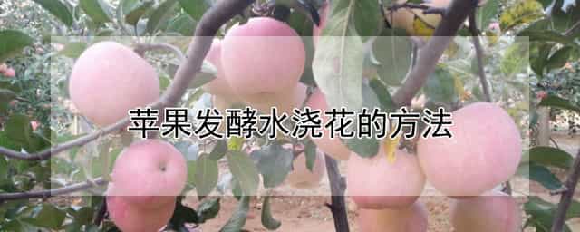 苹果发酵水浇花的方法 苹果发酵后能做花肥吗