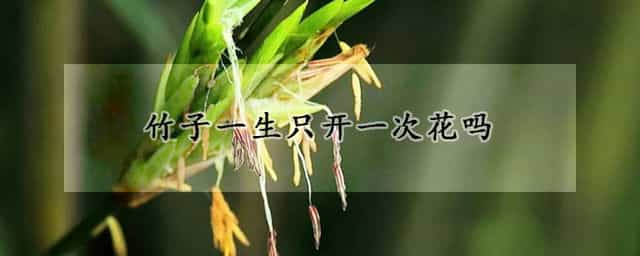 竹子一生只开一次花吗 竹子可以开几次花