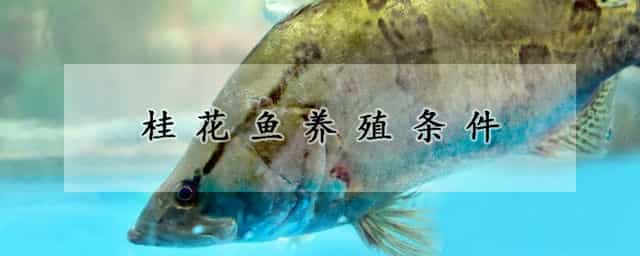 桂花鱼养殖条件 桂花鱼养殖条件水温