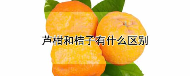 芦柑和桔子有什么区别 芦柑和橘子有啥区别