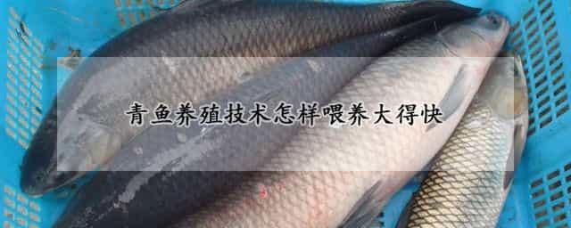 青鱼养殖技术怎样喂养大得快 青鱼饲养方法
