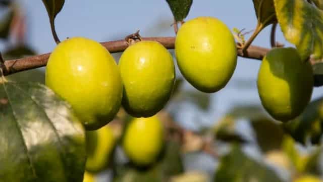 青枣种植的注意事项 青枣怎么种植,几年有收成