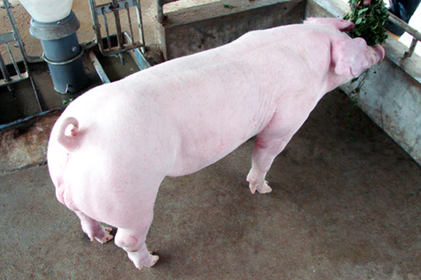 母猪人工授精优缺点 母猪人工授精的技术要点及意义