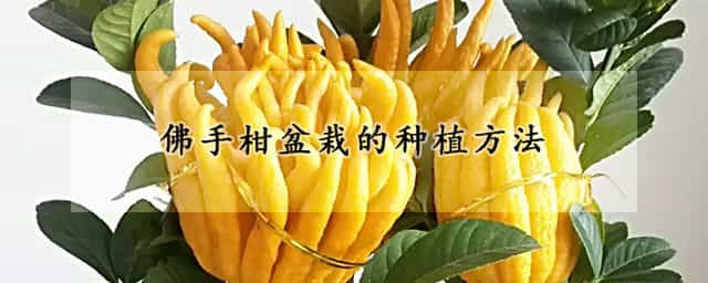 佛手柑盆栽的种植方法 佛手柑盆栽的种植方法图解