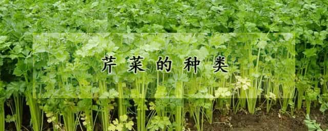 芹菜的种类 野芹菜和水芹菜对照图