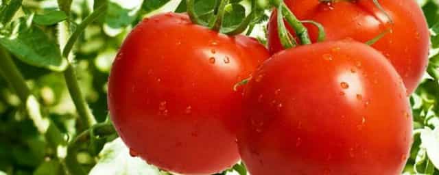 西红柿适合什么土壤种植 西红柿适合的土质