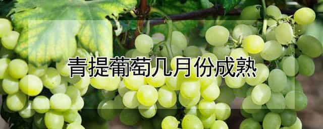 青提葡萄几月份成熟 青提葡萄几月份成熟采摘