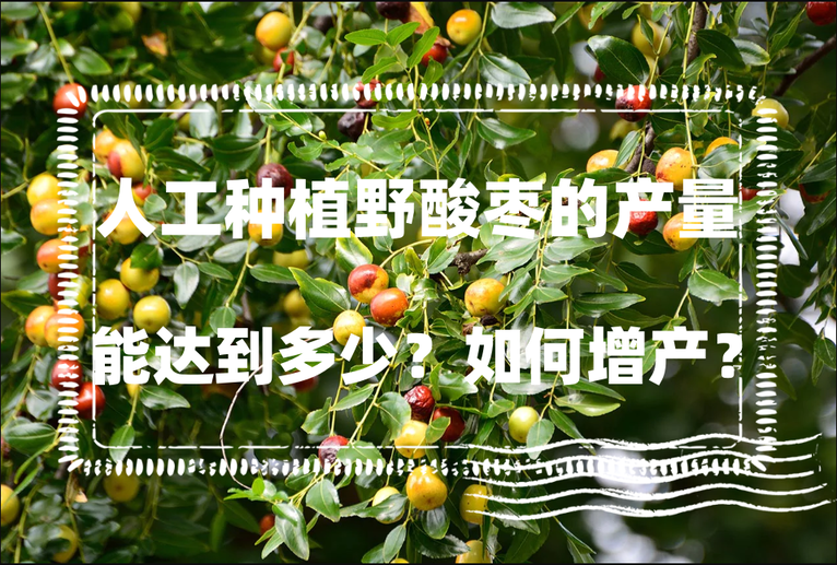 人工种植野酸枣的产量能达到多少？