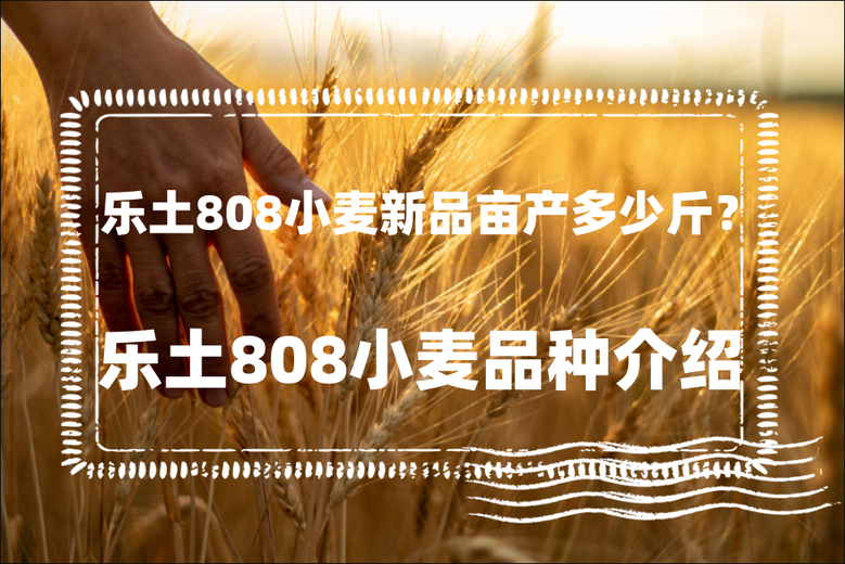 乐土808小麦新品亩产多少斤？