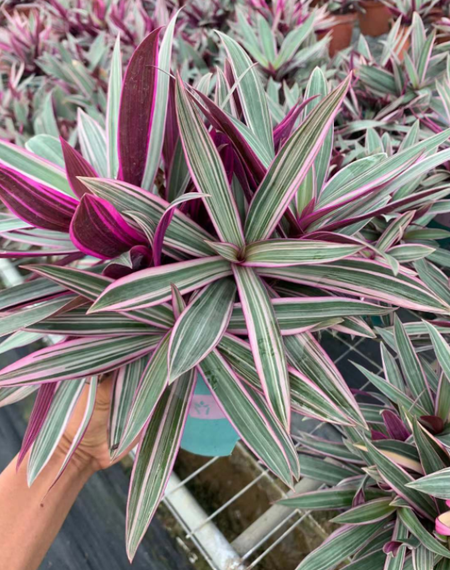 紫露兰的养殖技术和注意事项 紫罗兰植物