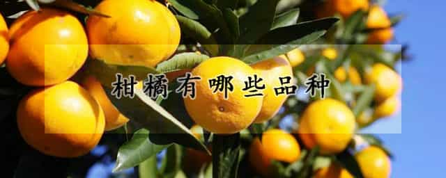 柑橘有哪些品种 桔子有多少品种