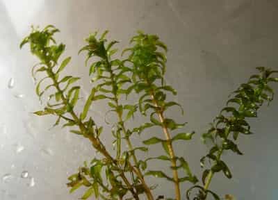 黑藻怎么养殖 黑藻养殖需要根吗
