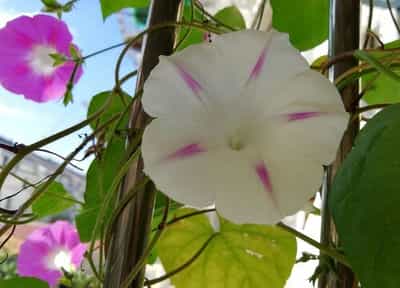 喇叭花是哪个国家的国花 喇叭花又被称为什么花