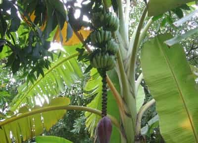 香蕉是草本植物吗 香蕉属于草本果树吗