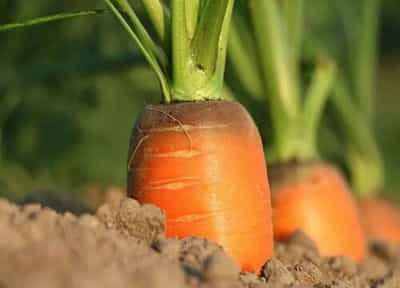 红萝卜几月份种植合适 红萝卜什么季节种植