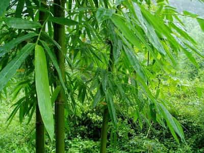 竹子一年长多高 竹子一年长多少厘米