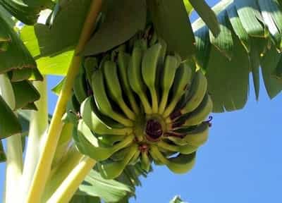 香蕉是单子叶植物吗 香蕉属于单果吗