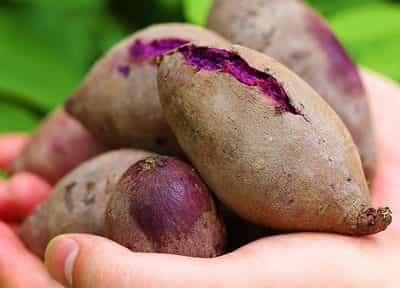 紫薯哪里产的最好吃 紫薯哪里产的最好吃最正宗