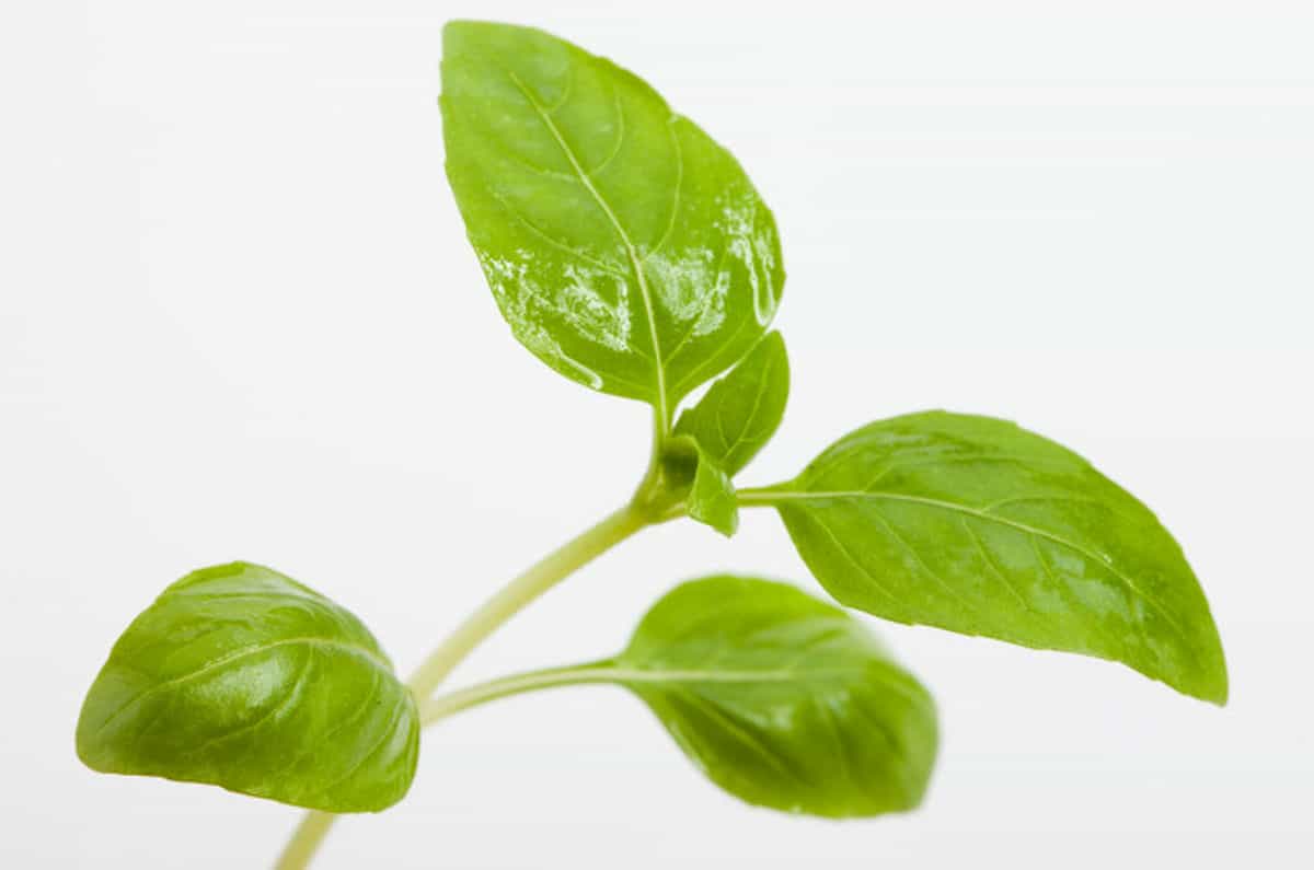 罗勒 草本 香料 叶子 植物 味道 绿色 食品 烹饪图片下载 - 觅知网